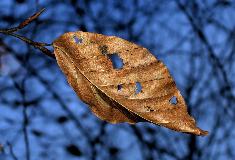 Blatt   img 0428_Bildgröße ändern.jpg - Kalt - Warm Kontrast.